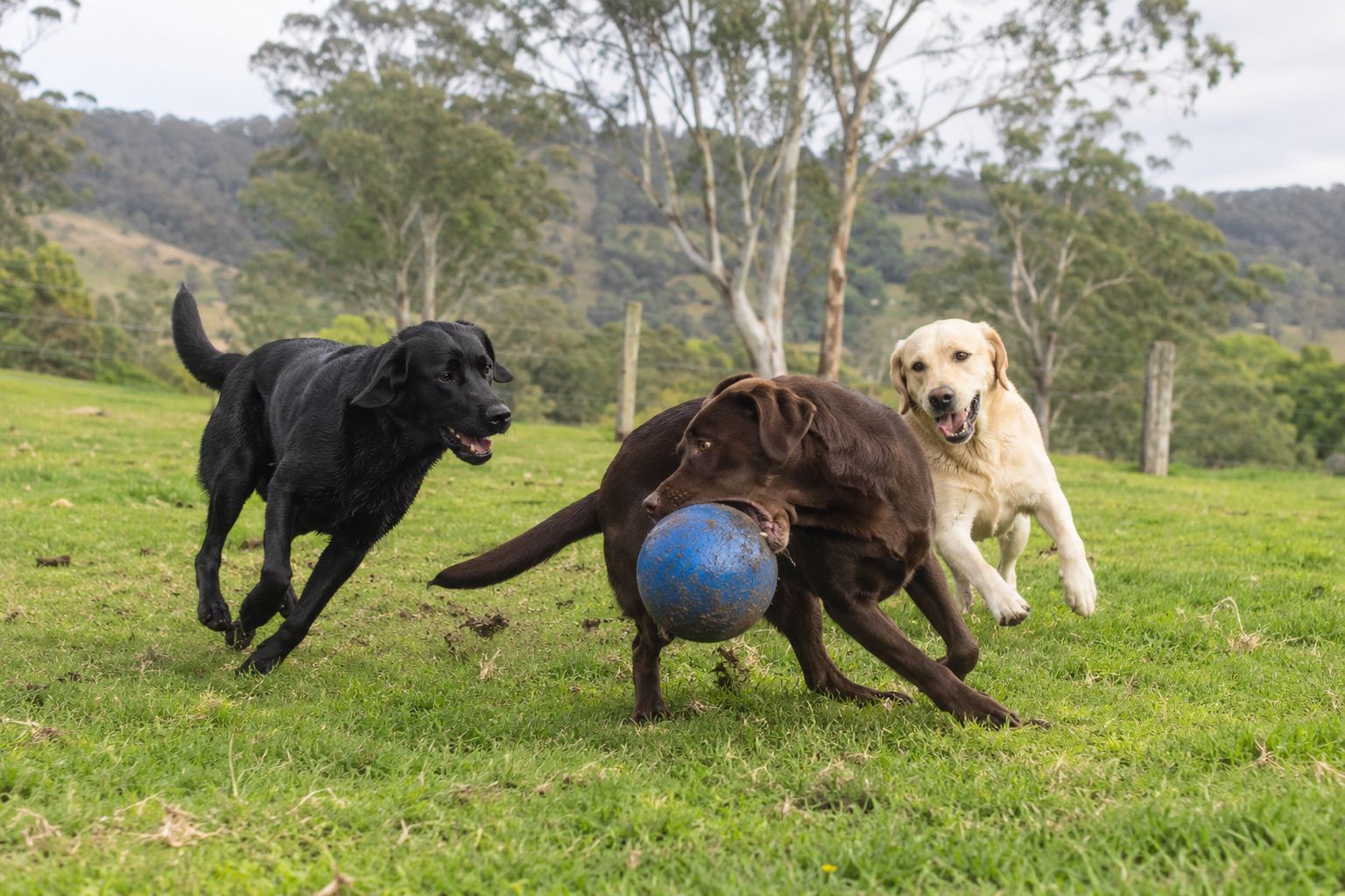 Labradors playing chase with a ball across an open farm paddock