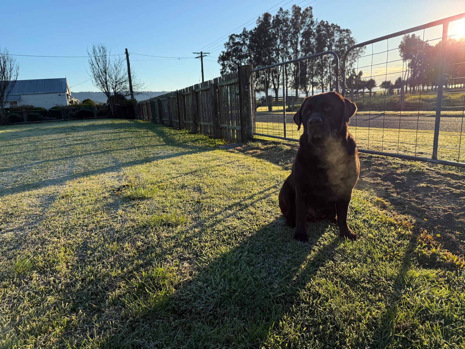 Chocolate labrador sitting on frosty grass in the early morning sun