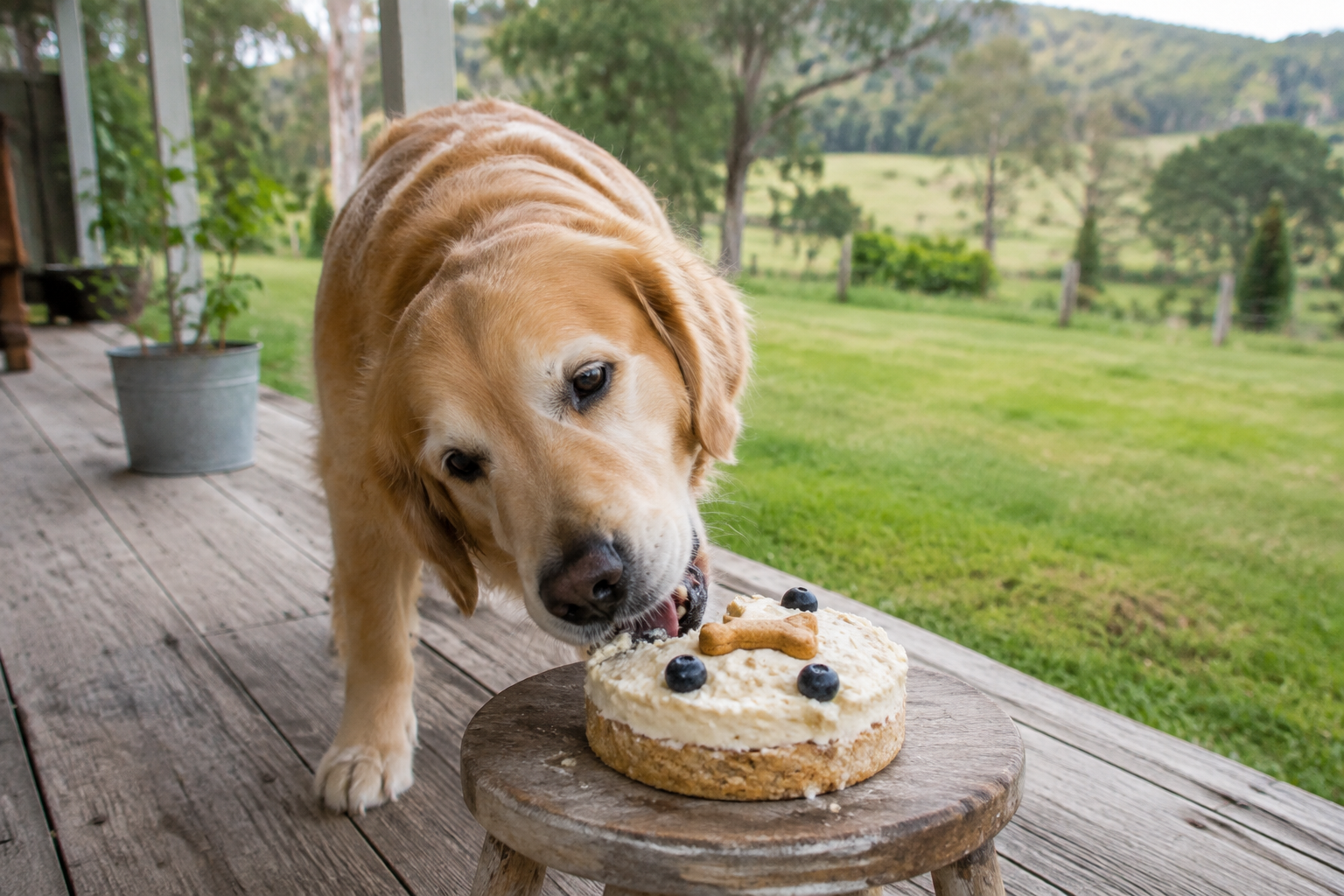 Golden retriever tucking into a dog-friendly birthday cake on the verandah