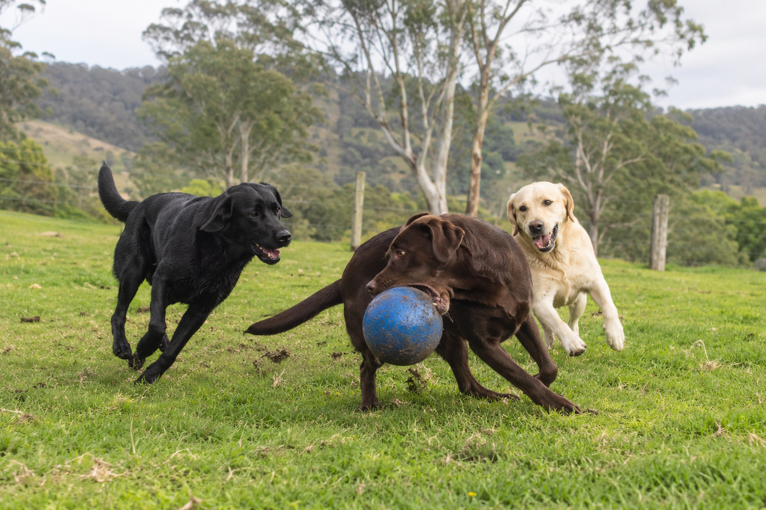 Labradors playing chase with a ball across an open farm paddock