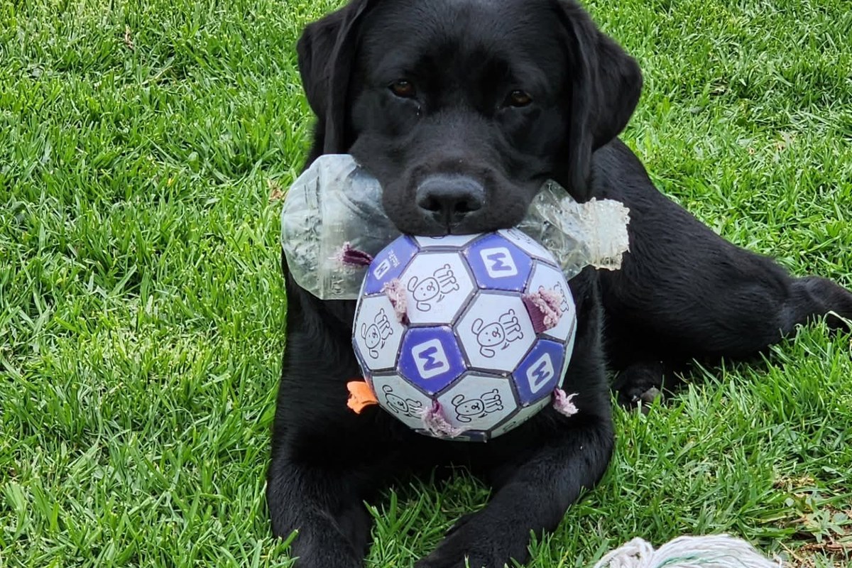 A dog chasing a ball across the grass