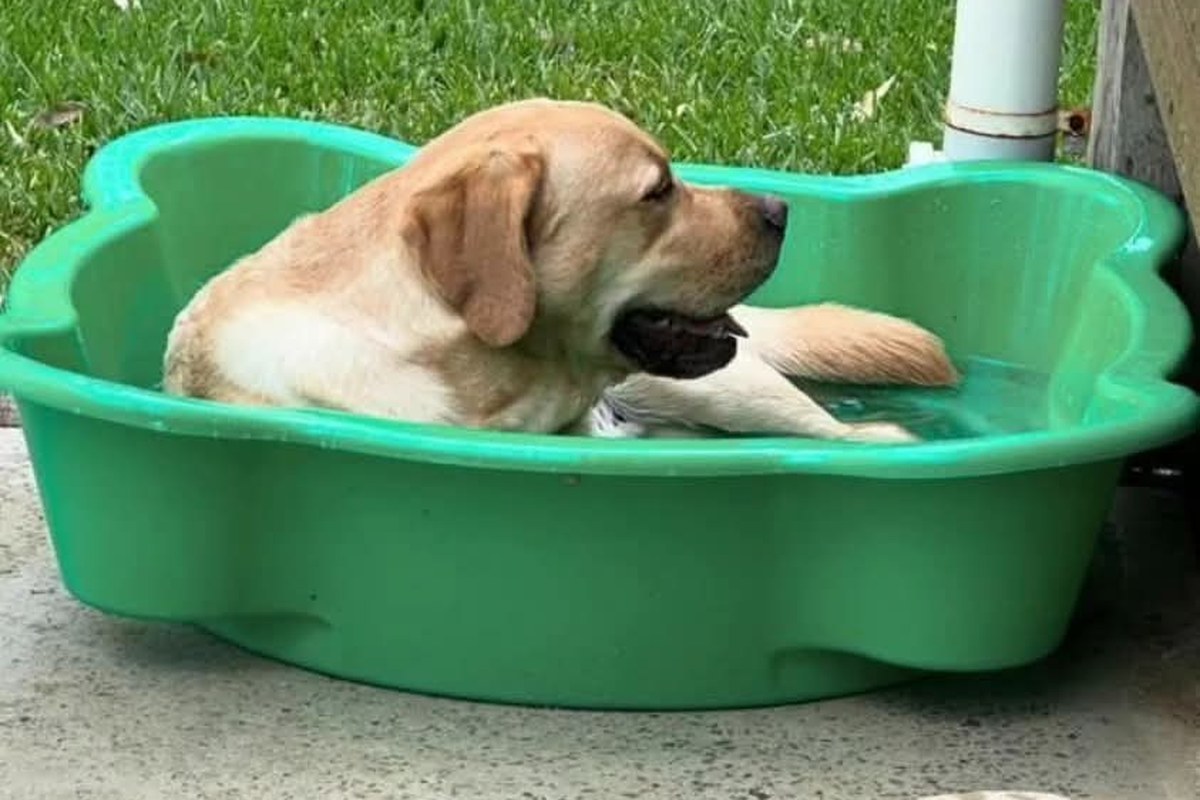 A dog cooling off on a warm farm day