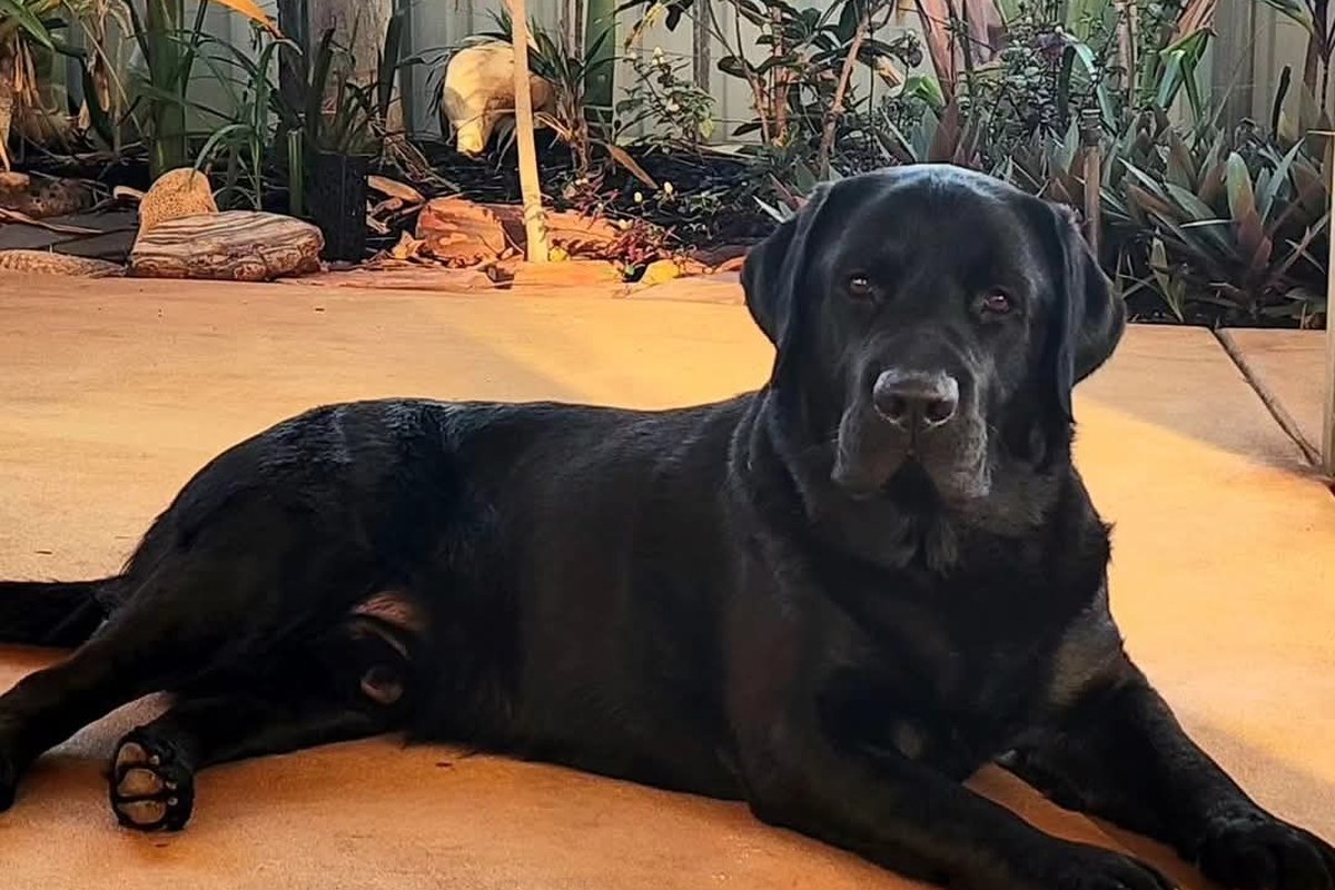 A dog relaxing in the shade after play
