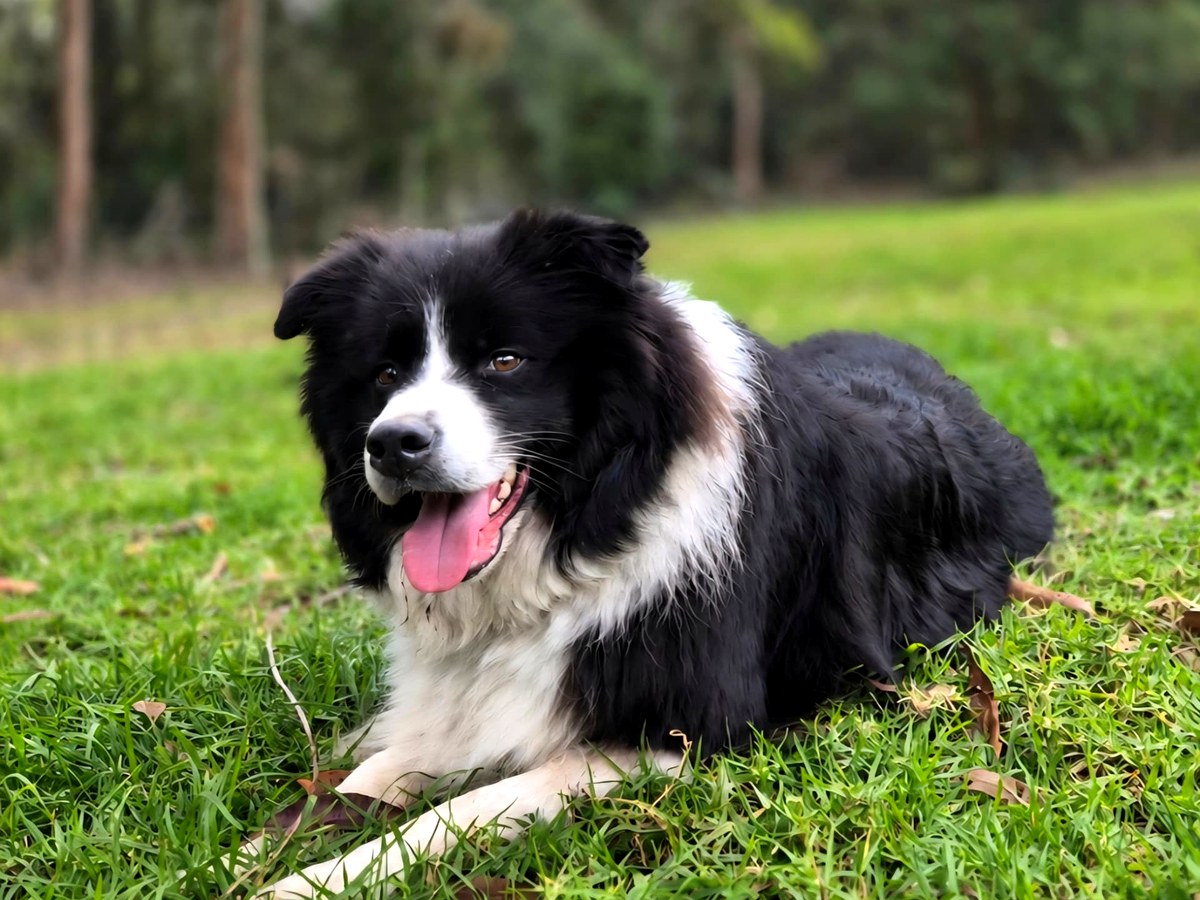 Border collie resting on the grass at the farm