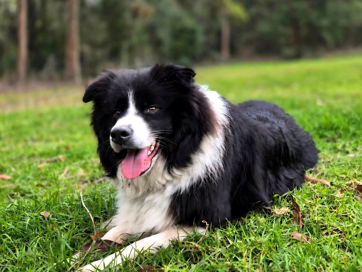 Border collie resting on the grass at the farm