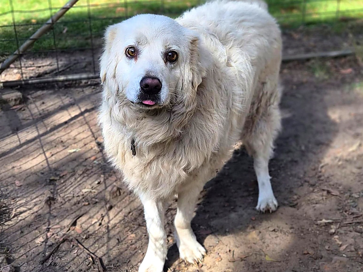 Fluffy cream maremma standing in the sunshine at the farm
