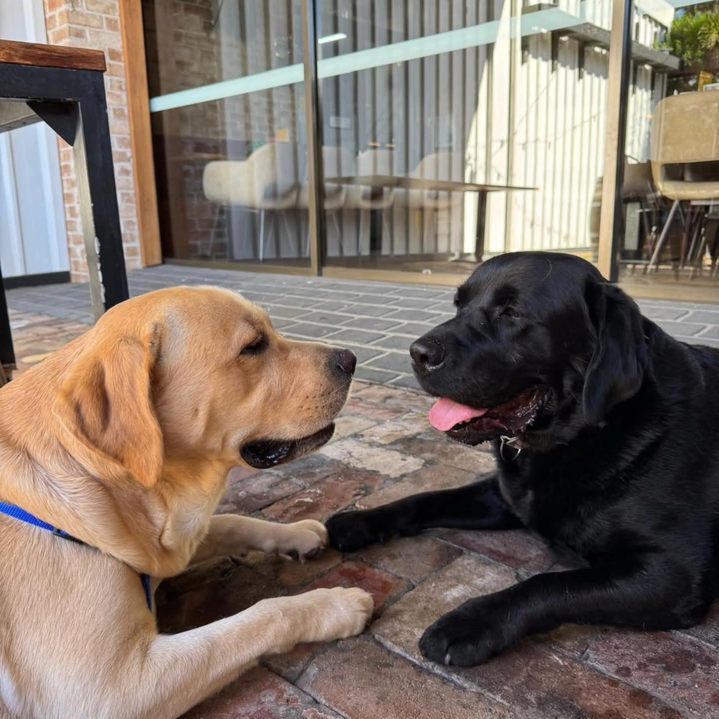 A yellow labrador and a black labrador lying nose to nose