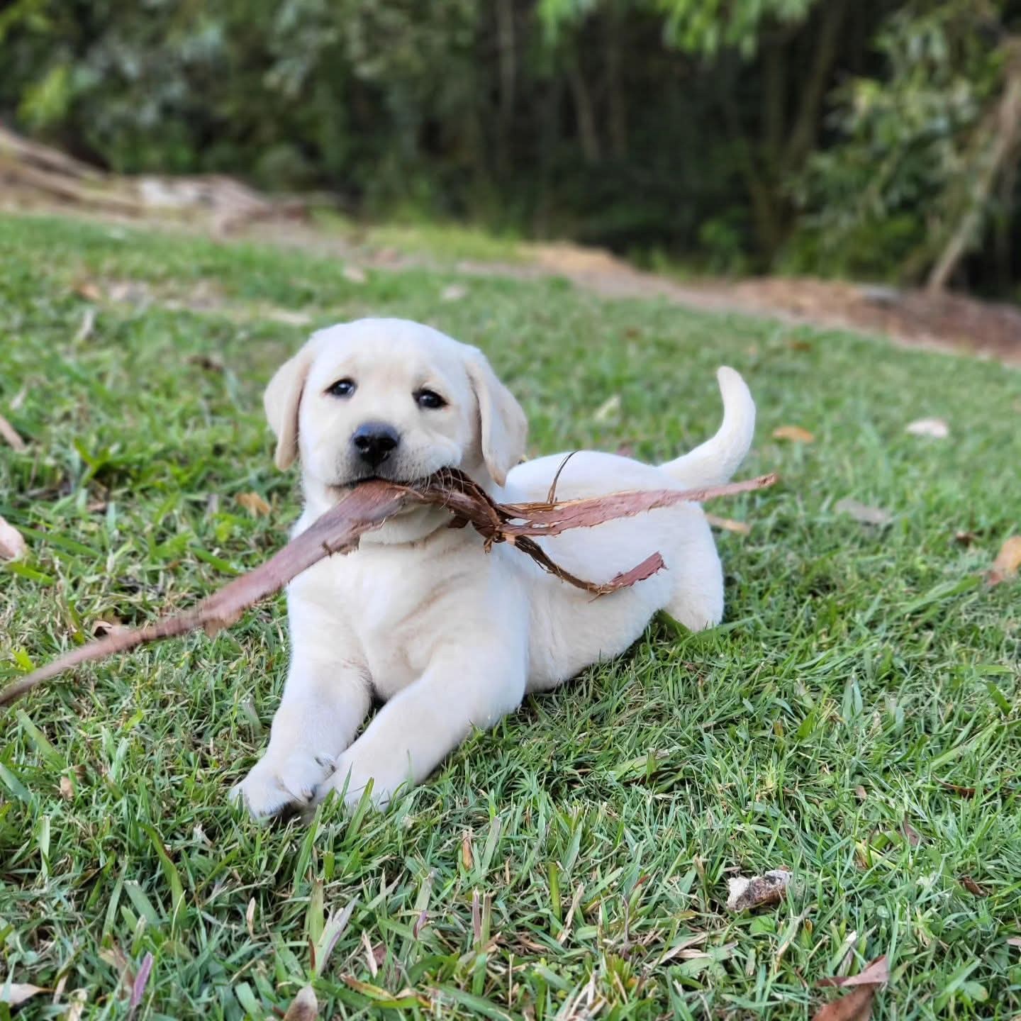 A cream labrador puppy in the grass with a stick